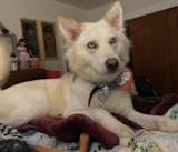 Pet Beds (Cats or other household creatures) - Image 15